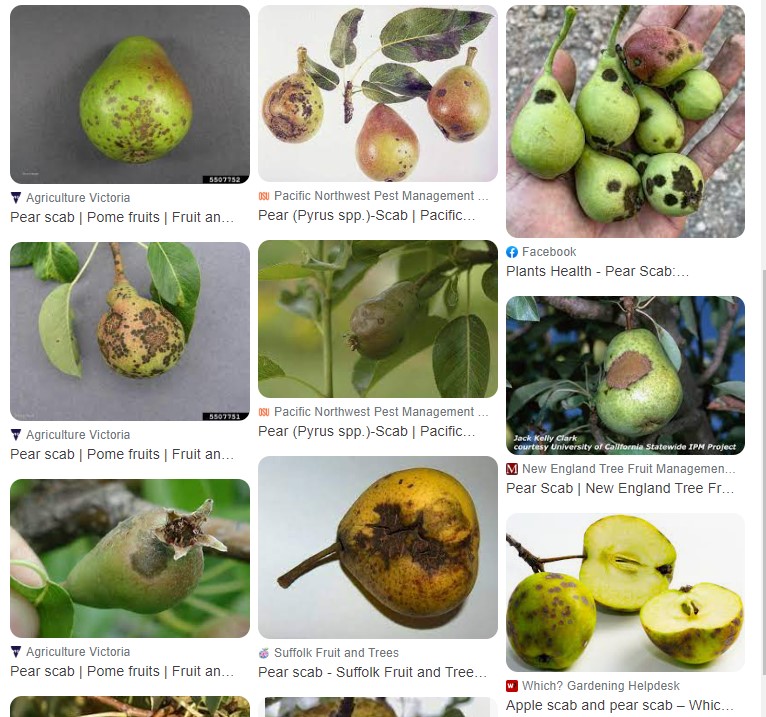 Can you eat pears with pear scab