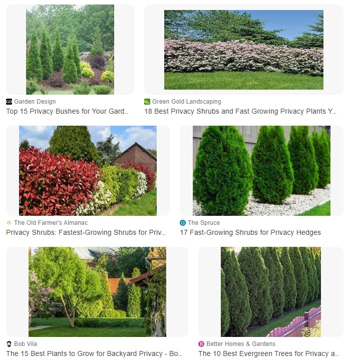 What are good privacy bushes