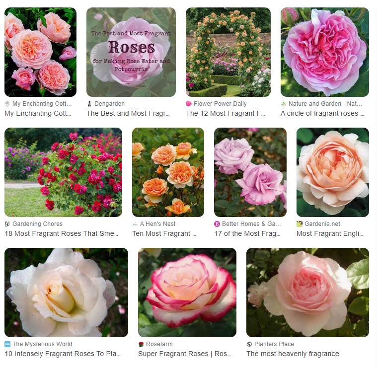 What type of roses are the most fragrant