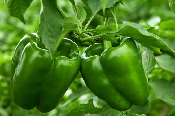 green peppers