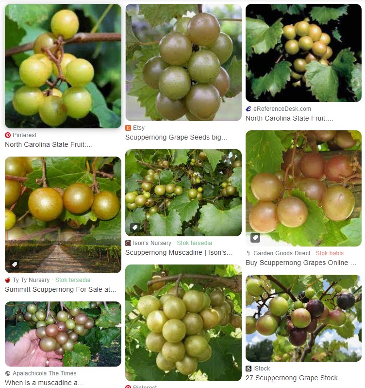 Scuppernong grape